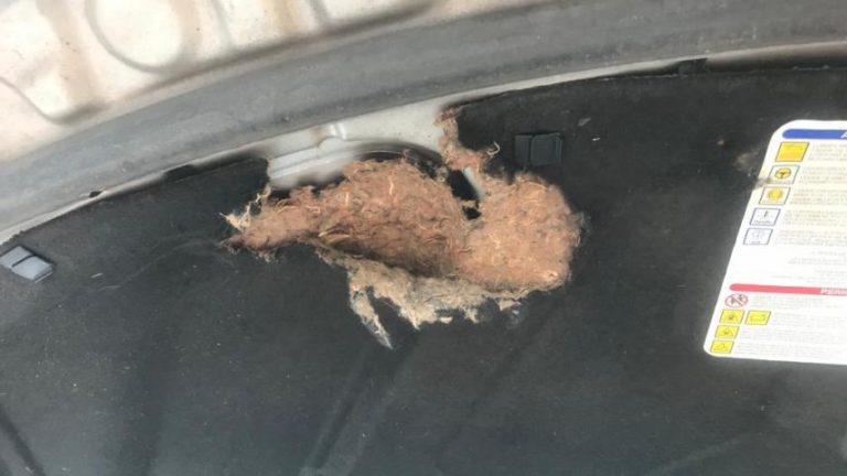 découvrez comment des rats ont causé des dégâts importants à une voiture, et pourquoi la réparation a été refusée par l'assurance. conseils et informations sur ce type de sinistre.