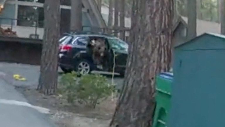 des américains déguisés en ours causent des destructions sur une voiture dans une tentative de fraude à l'assurance.