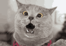 une chatte malicieuse provoque une inondation pendant la nuit, déclenchant une alerte urgente de la propriétaire soucieuse.